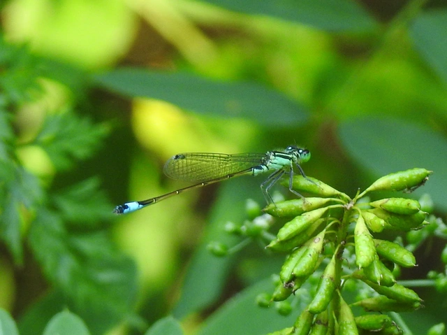 Ischnura elegans pontica - kéköves légivadász