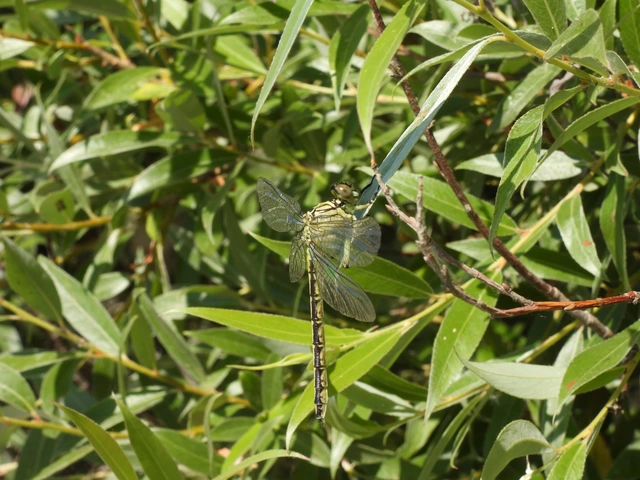 Gomphus flavipes - sárgalábú folyami-szitakötő Gomphus flavipes - sárgalábú folyami-szitakötő