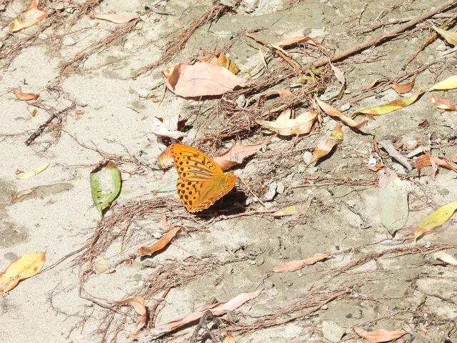 Argynnis paphia - nagy gyöngyházlepke