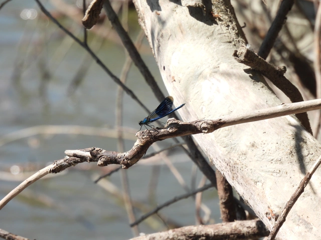 Calopteryx splendens - sávos szitakötő