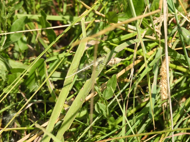 Platycnemis pennipes - széleslábú szitakötő
