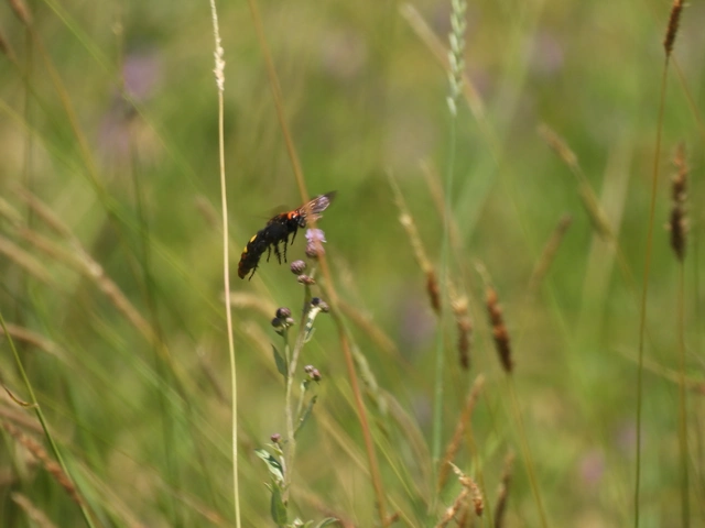 Megascolia maculata - óriás-tőrösdarázs