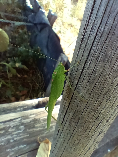 Phaneroptera
