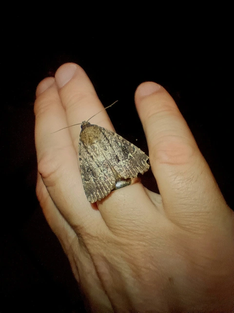 Amphipyra berbera/pyramidea