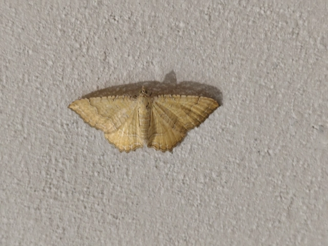 Camptogramma bilineata - kétvonalas sávosaraszoló