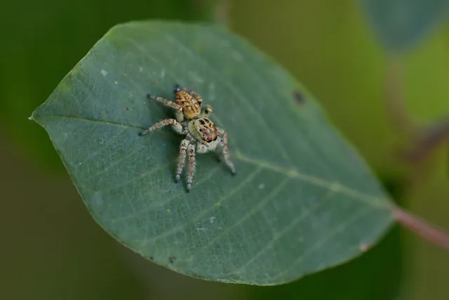 Carrhotus xanthogramma - rozsdás ugrópók