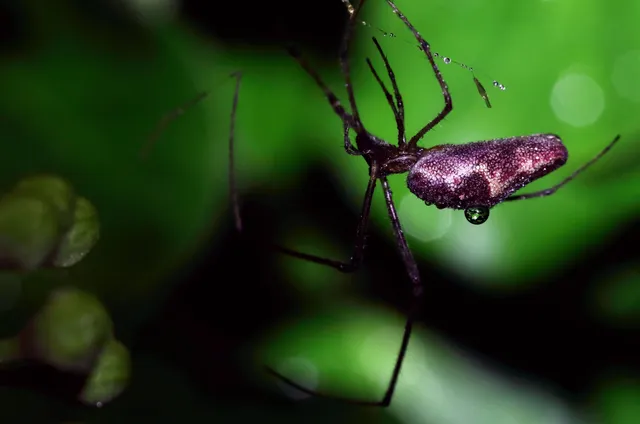Tetragnatha
