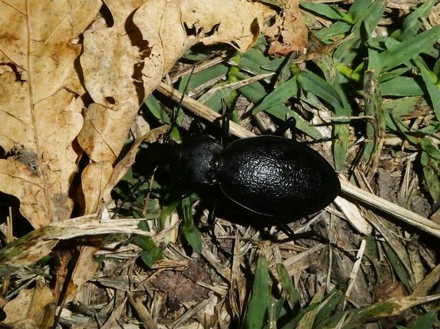 Carabus coriaceus - bőrfutrinka
