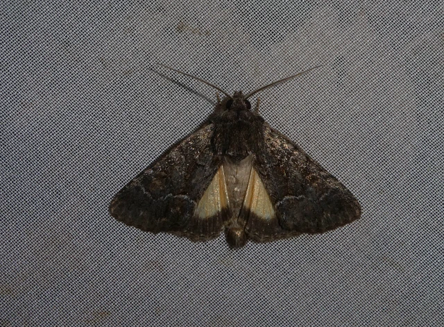 Thalpophila matura - fakó erdeibagoly