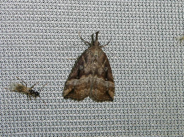 Hypena rostralis - közönséges karcsúbagoly
