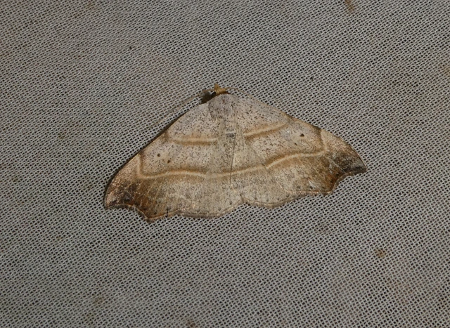 Laspeyria flexula - zuzmóbagoly