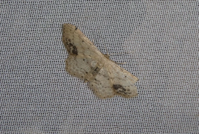 Idaea dimidiata - gyakori apróaraszoló
