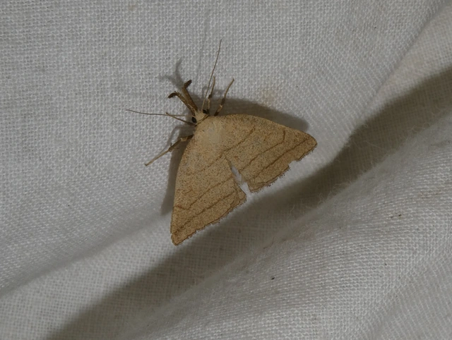 Polypogon tentacularia - sötétaljú karcsúbagoly