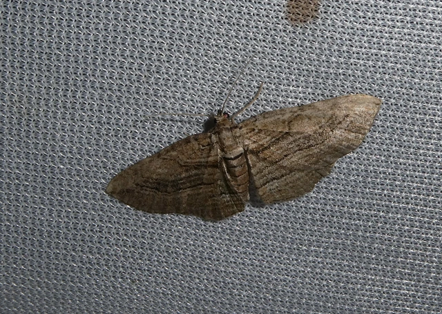 Horisme corticata - barna iszalagaraszoló