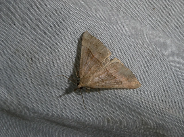 Hypena proboscidalis - ormányos karcsúbagoly