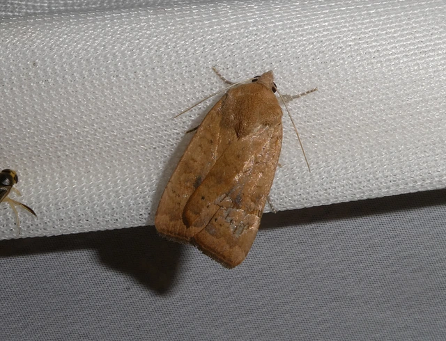 Noctua interjecta - zömök sárgafűbagoly