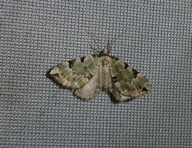 Colostygia pectinataria - zöld levélaraszoló