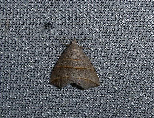 Colobochyla salicalis - háromsávos törpebagoly