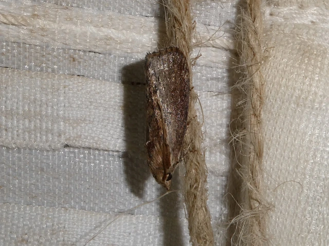 Galleria mellonella - nagy viaszmoly