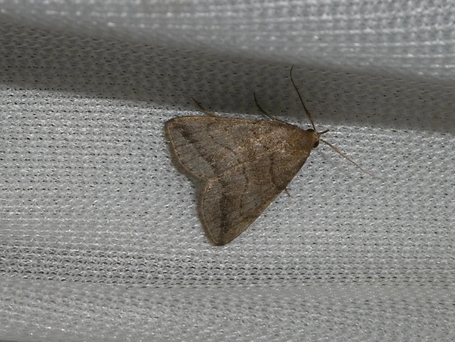 Herminia tenuialis - feketevonalas karcsúbagoly