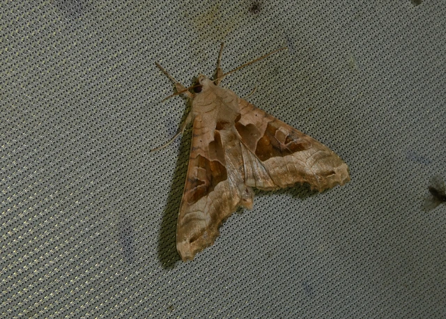 Phlogophora meticulosa - vándorló csipkésbagoly