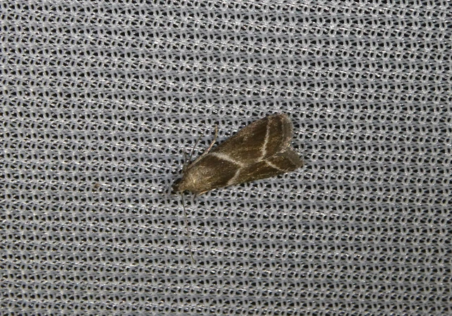 Nyctegretis triangulella - háromszöges karcsúmoly