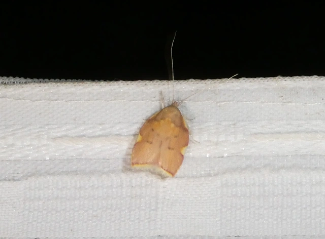 Carcina quercana - vastagcsápú díszmoly