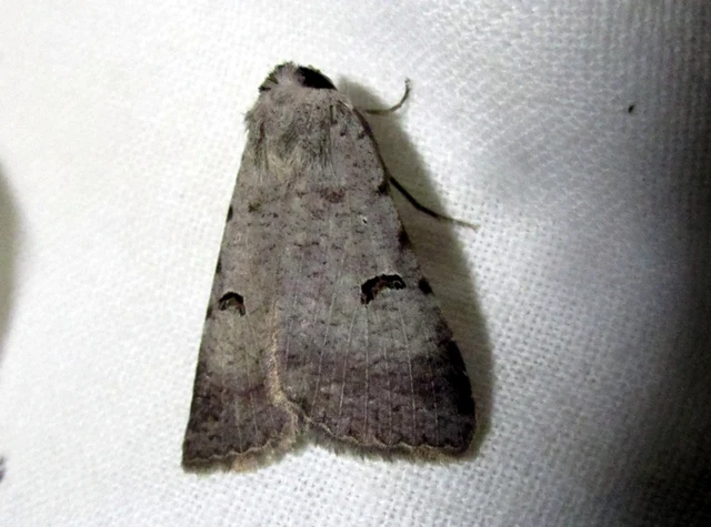 Lygephila craccae - gyakori csüdfűbagoly