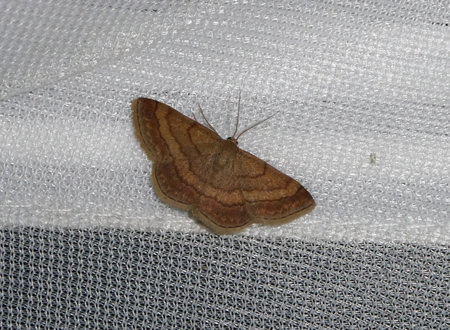 Scopula rubiginata - réti pirosaraszoló