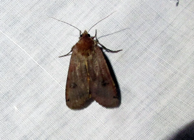 Noctua pronuba - nagy sárgafűbagoly
