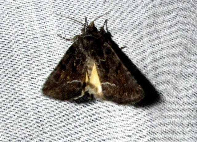Thalpophila matura - fakó erdeibagoly