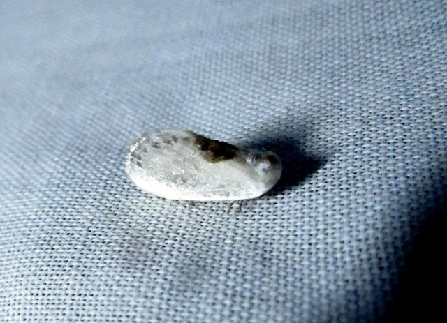 Cilix glaucata - törpe sarlósszövő