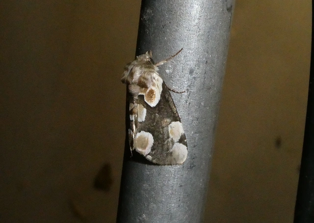Thyatira batis - rózsafoltos pihésszövő Thyatira batis - rózsafoltos pihésszövő