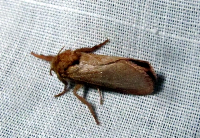 Triodia sylvina - kis gyökérrágólepke