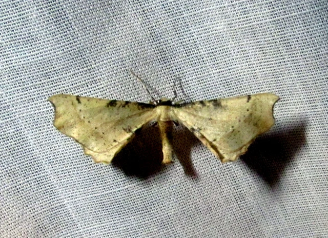 Artiora evonymaria - kecskerágó-araszoló