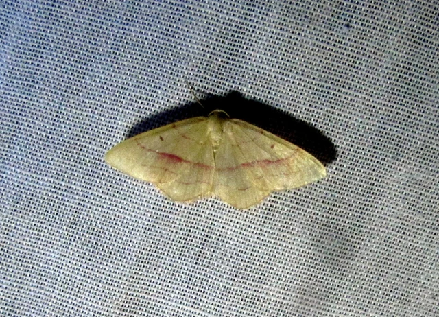 Rhodostrophia vibicaria - pirosszélű araszoló