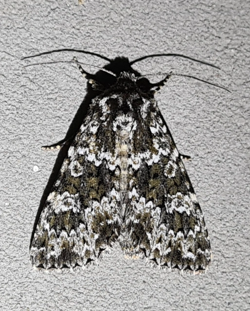 Polymixis polymita - kankalin-tarkabagoly