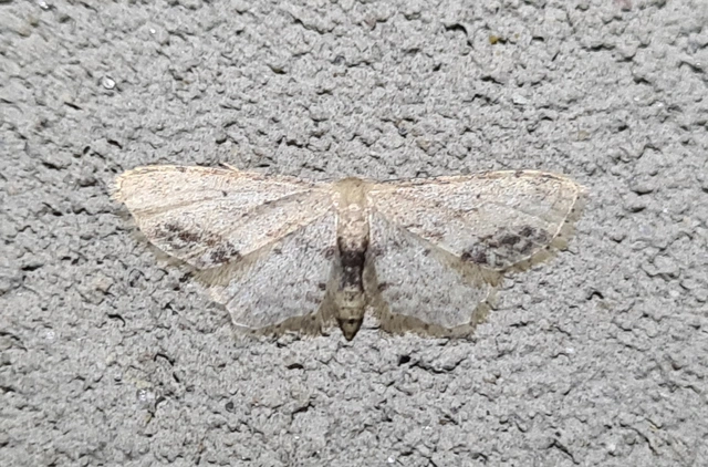 Idaea dimidiata - gyakori apróaraszoló