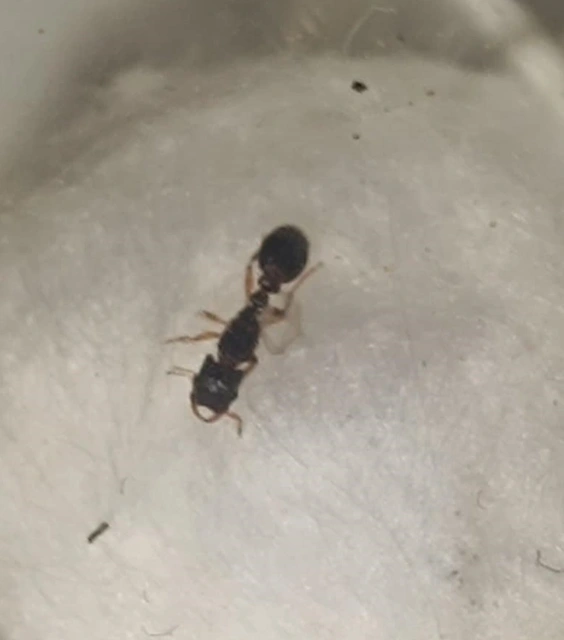 Strongylognathus testaceus - sárga betyárhangya