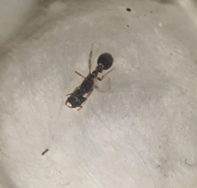 Strongylognathus testaceus - sárga betyárhangya