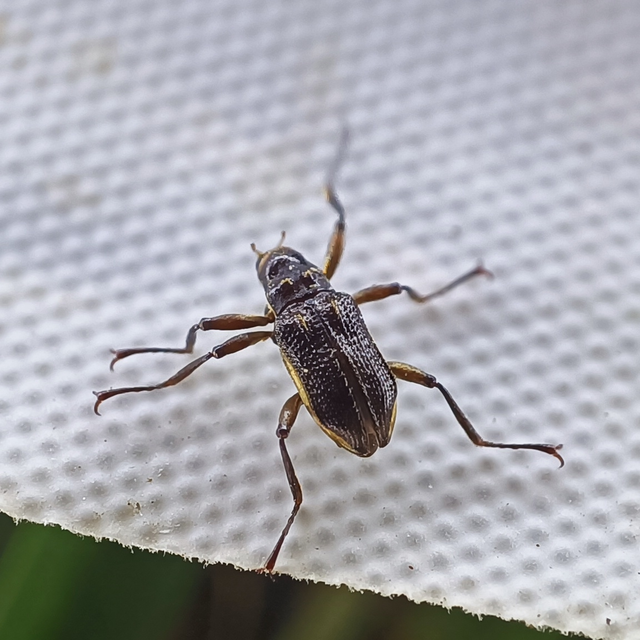 Macronychus quadrituberculatus - négypúpú karmosbogár