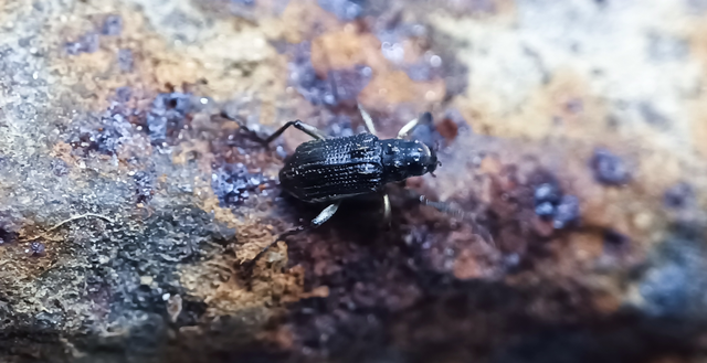 Macronychus quadrituberculatus - négypúpú karmosbogár