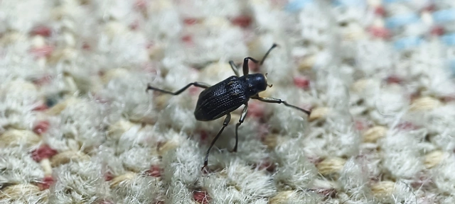 Macronychus quadrituberculatus - négypúpú karmosbogár
