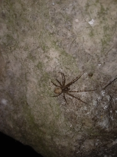 Metellina merianae - rejtett keresztespók
