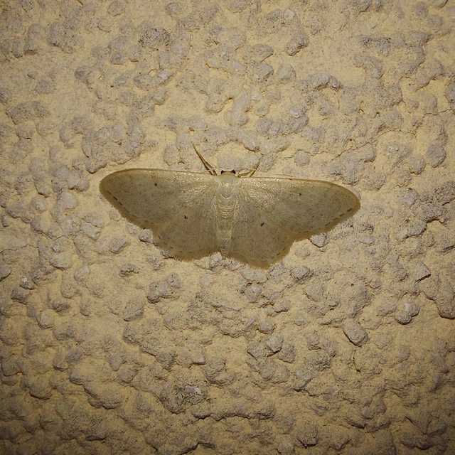Idaea straminata - szalmasárga sávosaraszoló