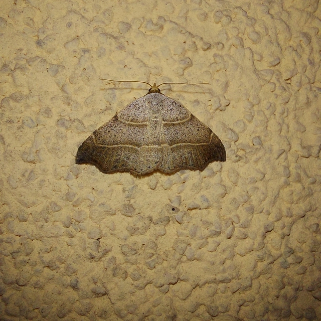 Laspeyria flexula - zuzmóbagoly