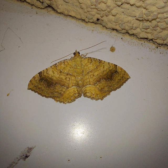 Camptogramma bilineata - kétvonalas sávosaraszoló