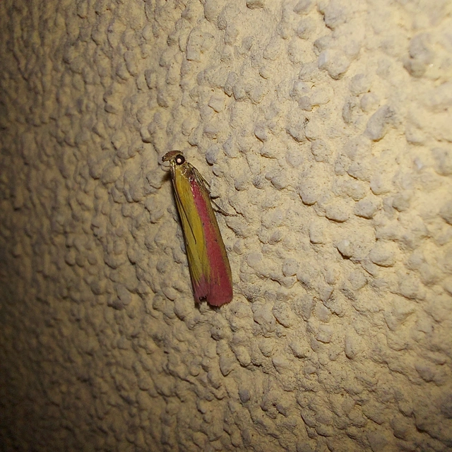Oncocera semirubella - lucernamoly