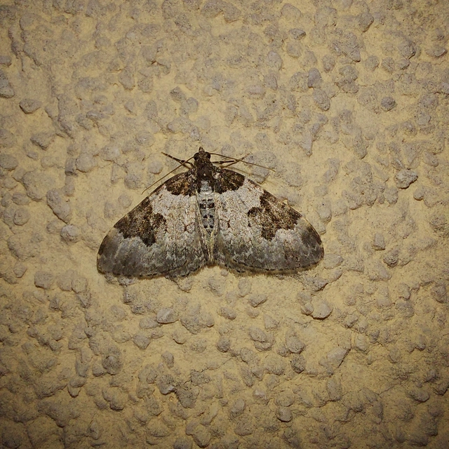Xanthorhoe fluctuata - közönséges tarkaaraszoló