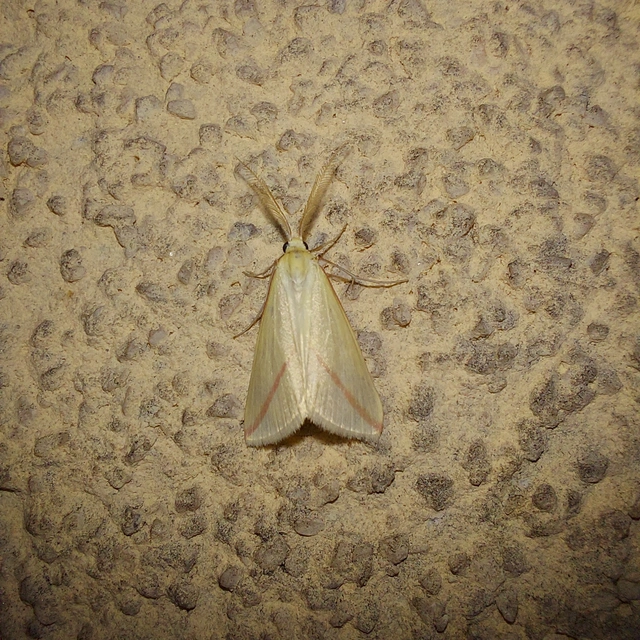 Rhodometra sacraria - rózsacsíkos araszoló